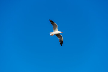 seagull moment beautiful action of wings flying freedom in the blue sky over the sea outdoor landscape.