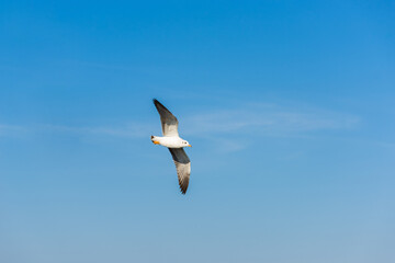 seagull moment beautiful action of wings flying freedom in the blue sky over the sea outdoor landscape.