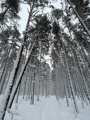 Photos of the winter forest were taken on the phone