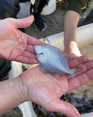 Schooltrip to see what lives in the fjord. Fish and crabs.