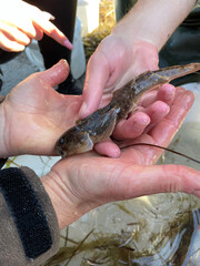 Schooltrip to see what lives in the fjord. Fish and crabs.