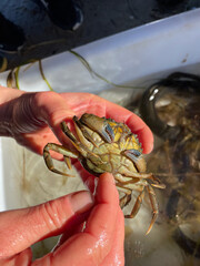 Schooltrip to see what lives in the fjord. Fish and crabs.