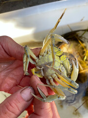 Schooltrip to see what lives in the fjord. Fish and crabs.