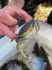 Schooltrip to see what lives in the fjord. Fish and crabs.