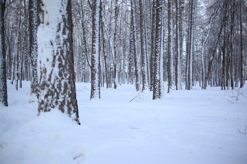 winter landscape in the woods, winter forest, frosty winter days