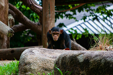 Animal life in nature (Closeup)