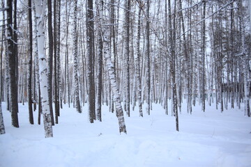 Fototapeta premium winter landscape in the woods, winter forest, frosty winter days