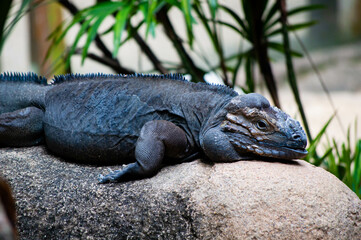 Animal life in nature (Closeup)