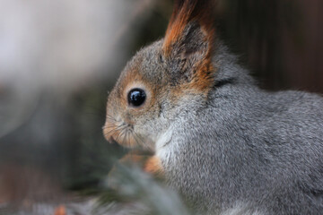 fluffy squirrel close-up gnawing nuts