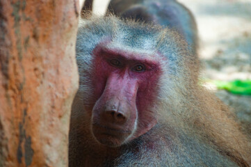 Animal life in nature (Closeup)