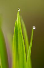 Selective focus on water drops on green leaf. Rain. Water droplets on plants. Macro photography. Nature.

Gotas de agua sobre hojas verdes. Naturaleza. Lluvia. Macrofotografía.