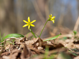 Yellow star-of-Bethlehem (Gagea lutea) flower blooming in spring forest