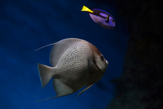 French angelfish (Pomacanthus paru). Fish under water. Blur.