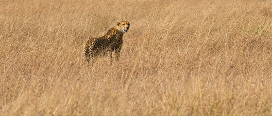 Cheetah, Acinonyx jubatus, in the high grass of the Maasai Mara National Reserve in Kenya.