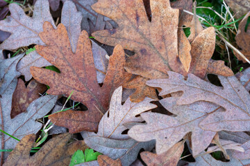 Autumn leaves on the ground