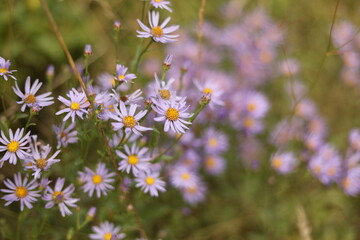 field of flowers