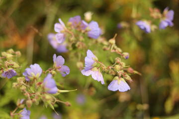 Crane's-bill in the garden