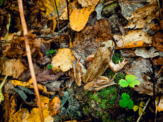 Frog in the autumn forest in autumn leaves