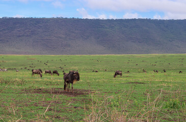 Large herds of wildebeest grazing in the savannah at Ngorongoro Crater in Tanzania