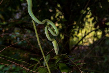 An oriental vine snake hangs poised to strike at an unsuspecting prey. Thailand.
