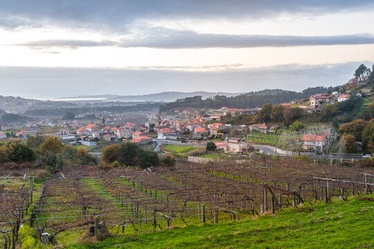 vineyard fields of rias baixas in galicia, Spain