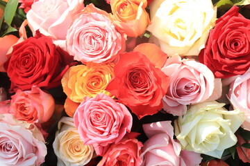 Colorful wedding roses