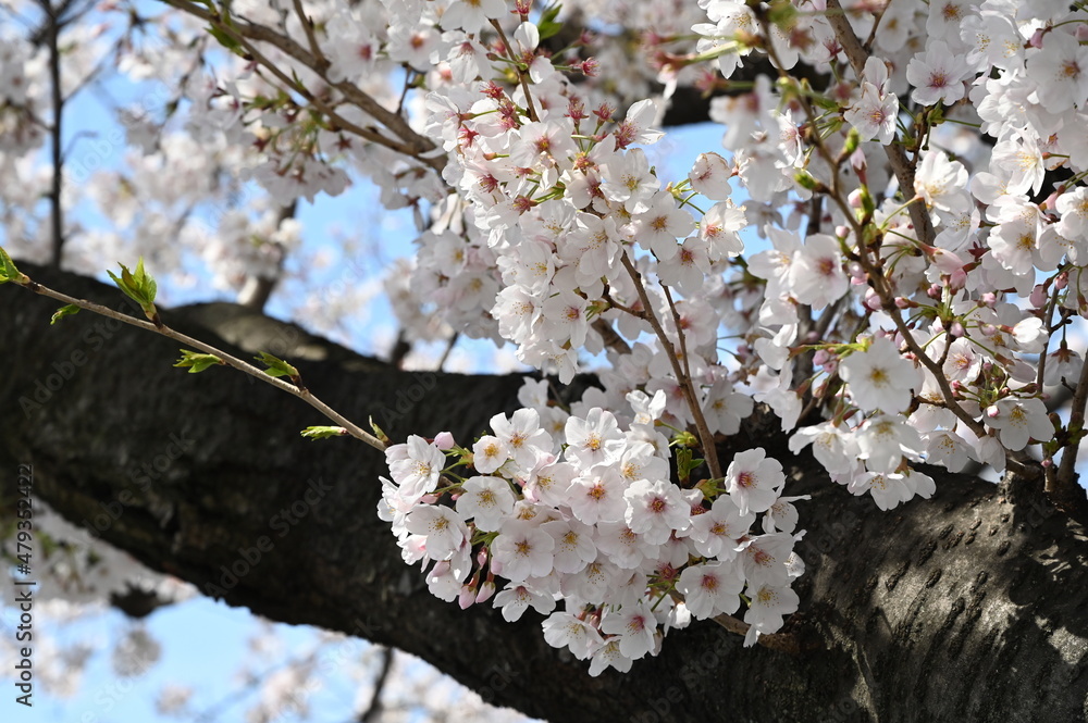 Sticker 東京上野の不忍池の桜風景