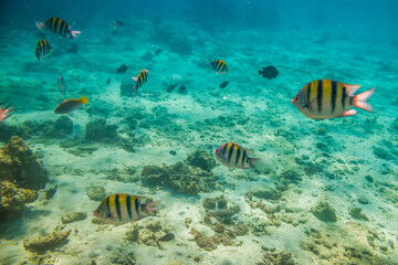 Naklejka na ściany i meble beautiful fish swim between coral reefs in the warm clear waters of the Red Sea