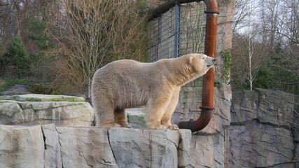 bear in the zoo