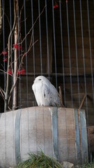 white owl in the zoo
