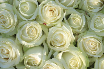 Obraz na płótnie Canvas Group of white roses, wedding decorations