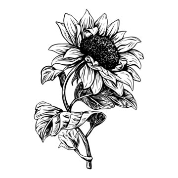 sunflower, leaf, seed, flower, oil. black and white sketch, hand drawing, isolated, vector. 