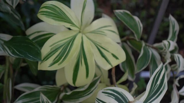 Variegated plant white spot leaves poppular minimalist decorative plants