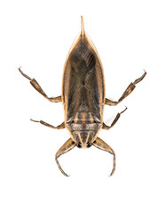 Giant water Thai bug or pimp isolated on white background.