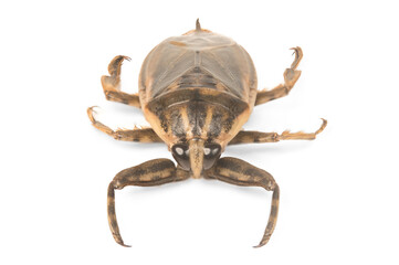 Fototapeta premium Giant water Thai bug or pimp isolated on white background.