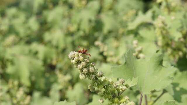 Closeup of seeds of Xanthium strumarium also known Ditchbur,Noogoora bur, Common, Rough, Burweed,European,Noogoora Burr,Noogoora bur, Sheeps bur
