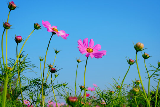 Pink cosmos flower blooming cosmos field and blue sky background.