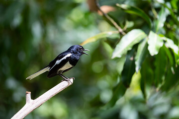 Oriental - magpie Robin