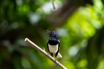 Oriental - magpie Robin