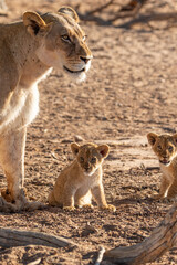 Lioness with Lion Cubs in the Kgalagadi
