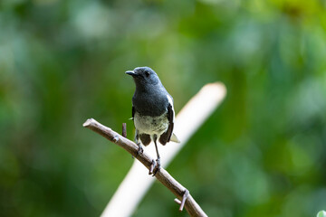 Oriental - magpie Robin