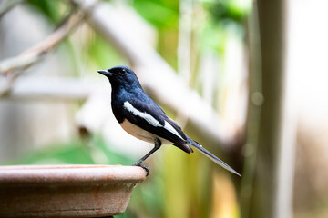 Oriental - magpie Robin