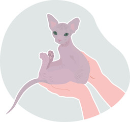 A kitten of the Sphinx breed is being held in her arms. Gentle vector illustration.