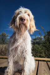 A closeup of a Spinone iItaliano dog sitting on boardwalk looking down with soulful eyes.