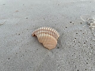 broken shell