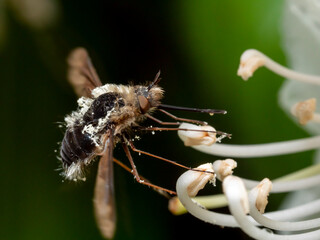 Bee-fly on flower