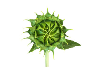 isolated a single young sunflower bud with clipping paths.