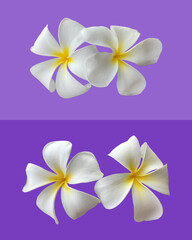 Fototapeta premium Isolated white plumeria flower with clipping paths.