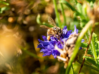Bee eating breakfast