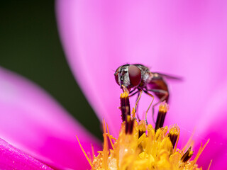 Fly feasting on nectar